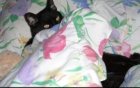 Bed time for Best Friend Pet Service